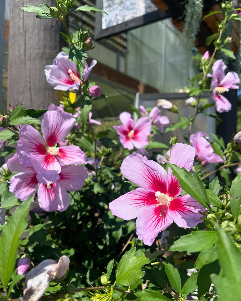 Rose of Sharon