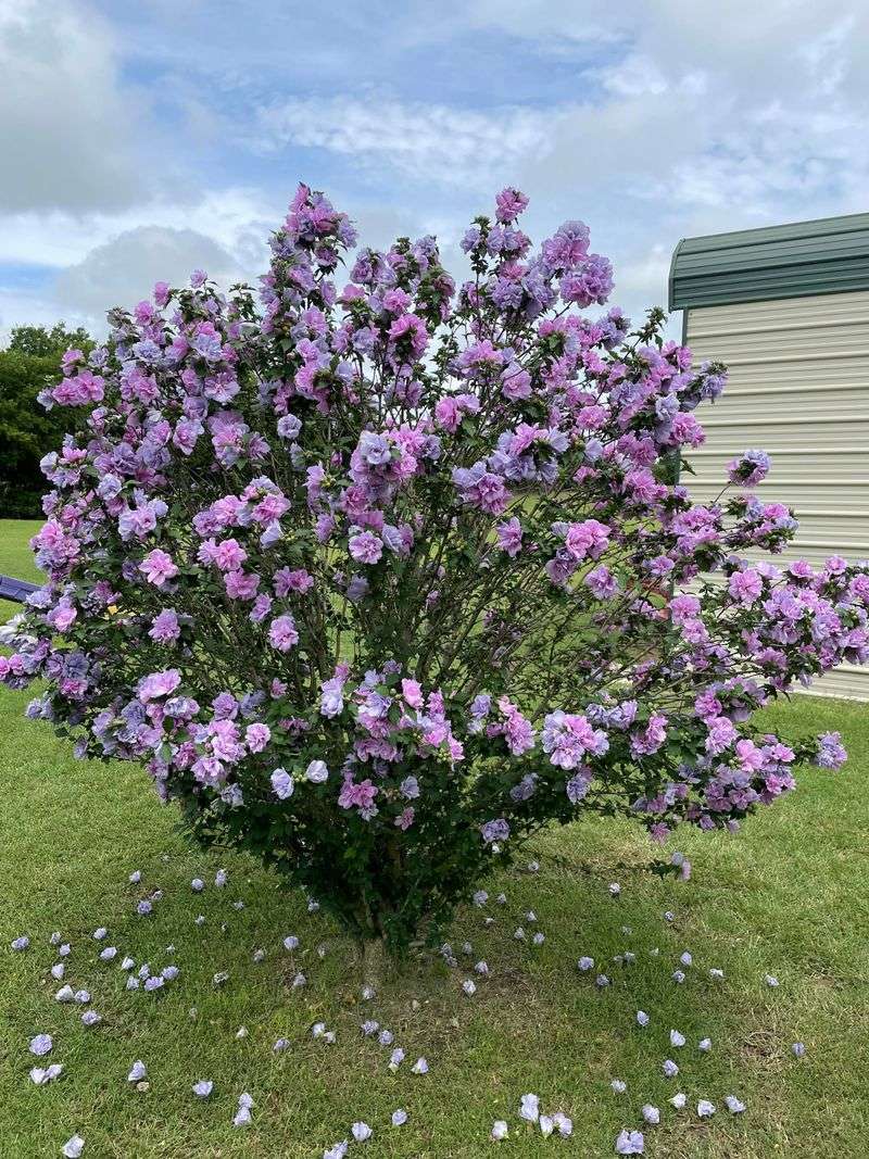 Rose of Sharon