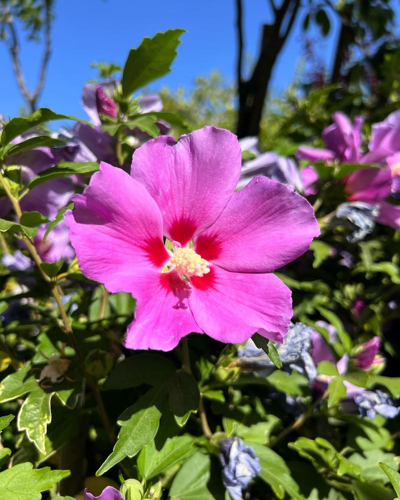 Rose of Sharon