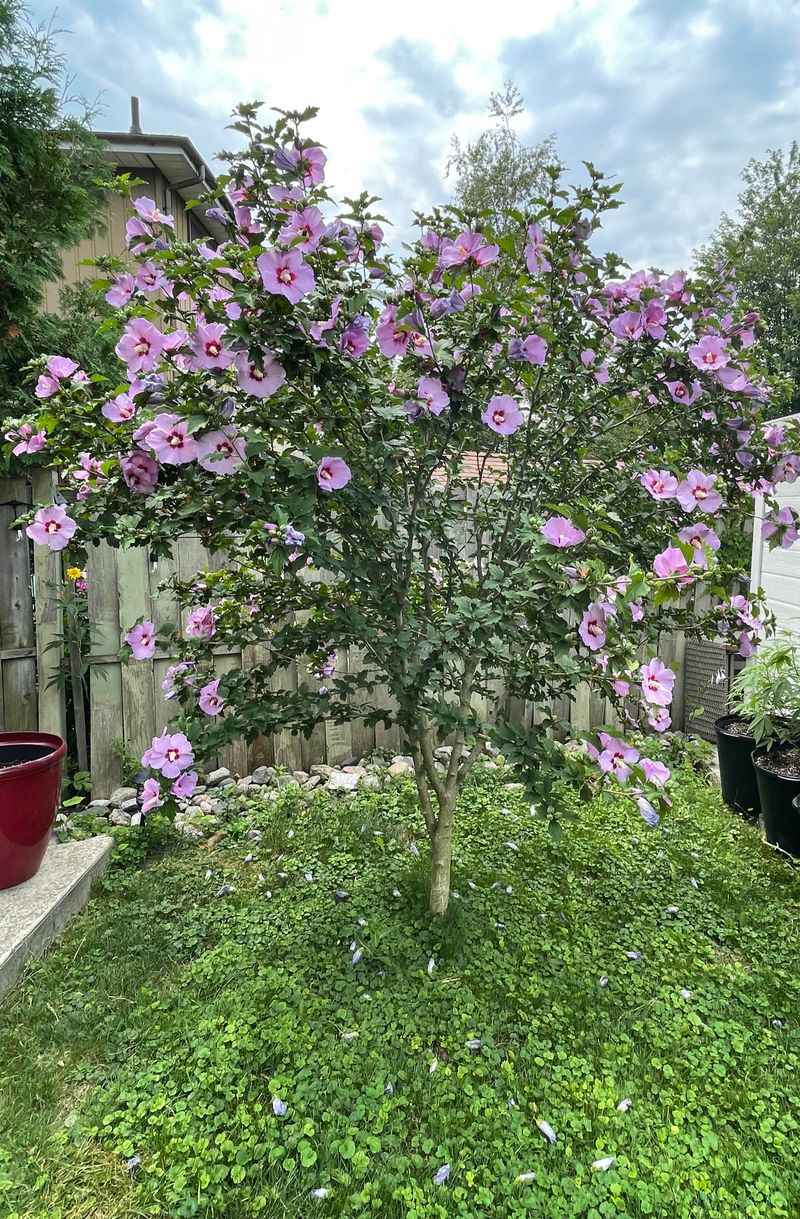 Rose of Sharon