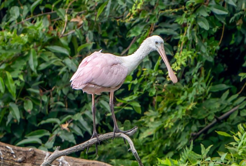 Roseate Spoonbill