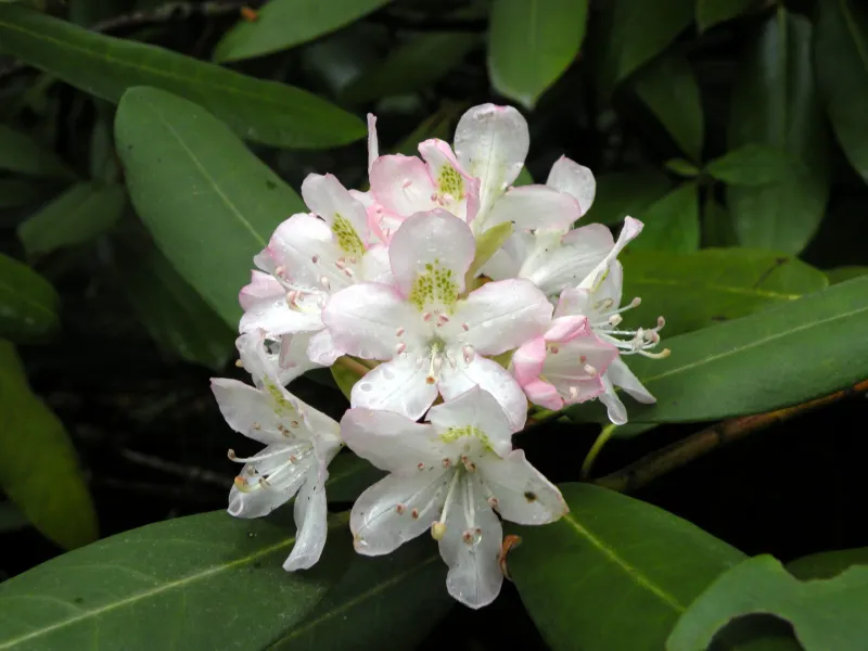 Rosebay Rhododendron - West Virginia