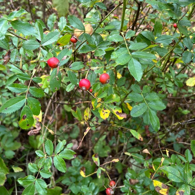 Rosehip Shrub