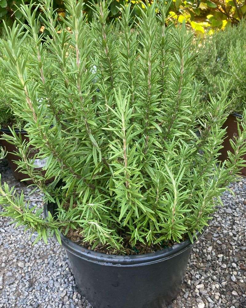 Rosemary