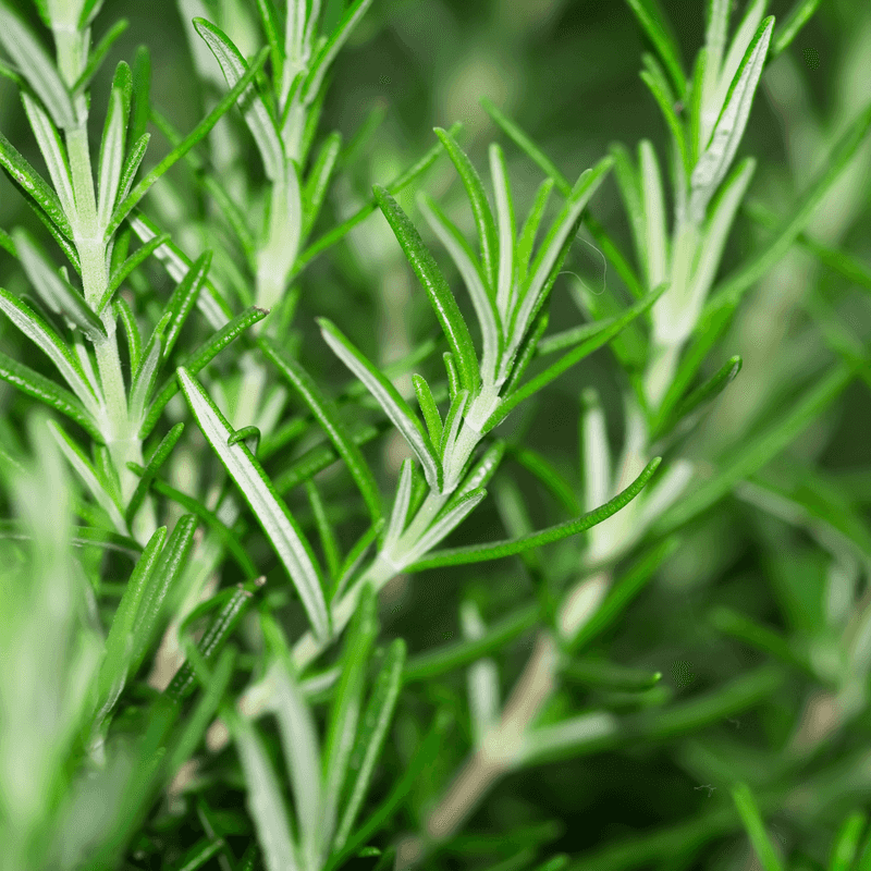 Rosemary