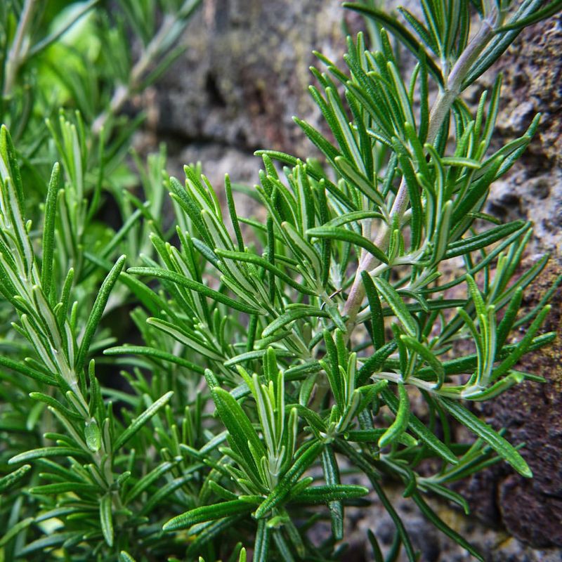 Rosemary