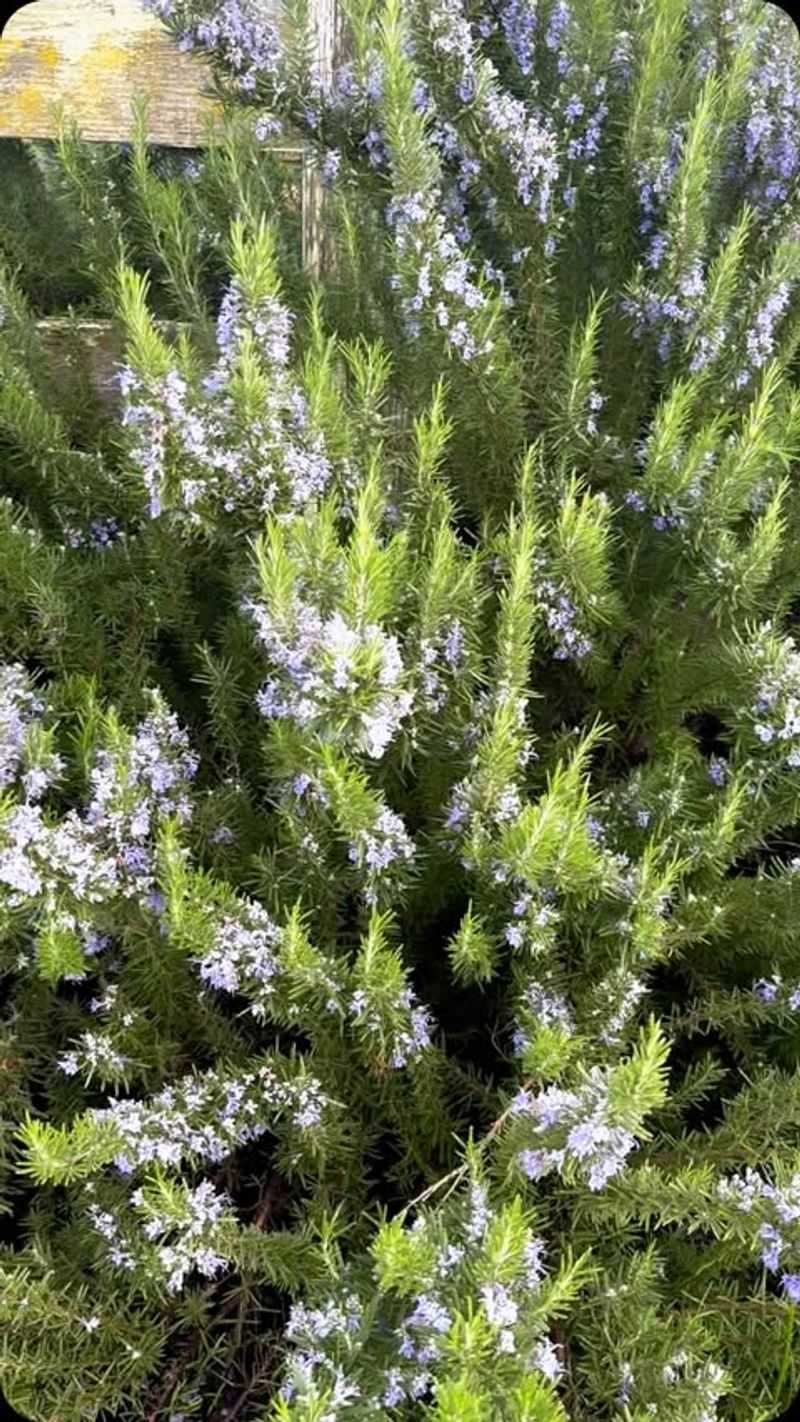 Rosemary