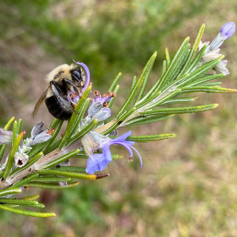 Rosemary