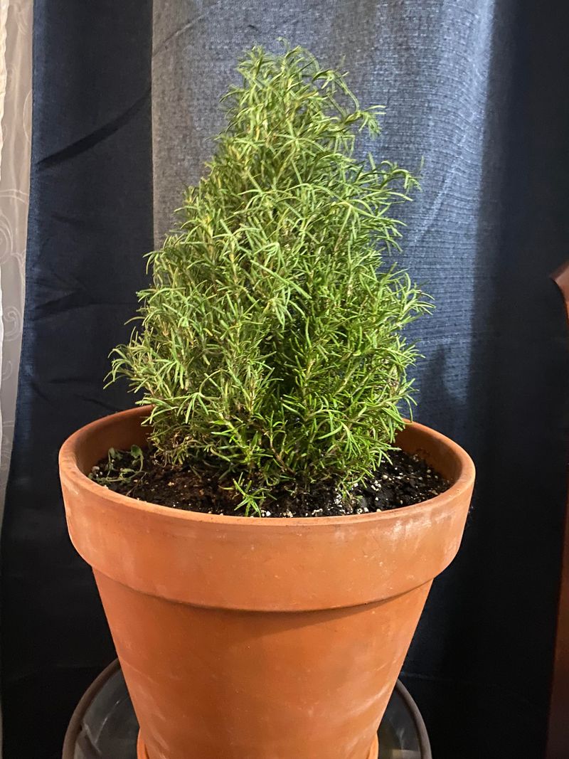 Rosemary