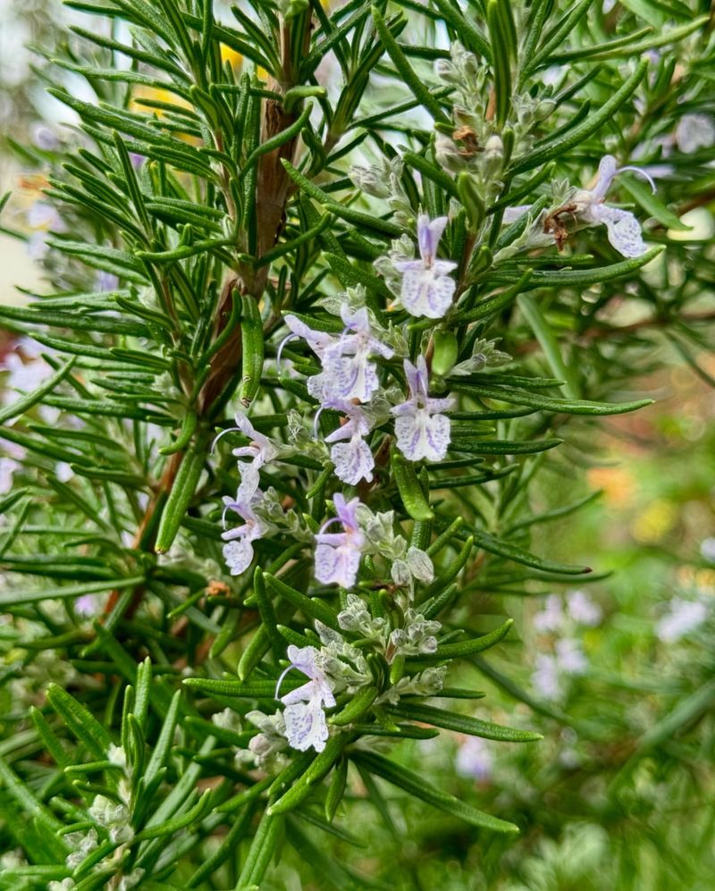 Rosemary