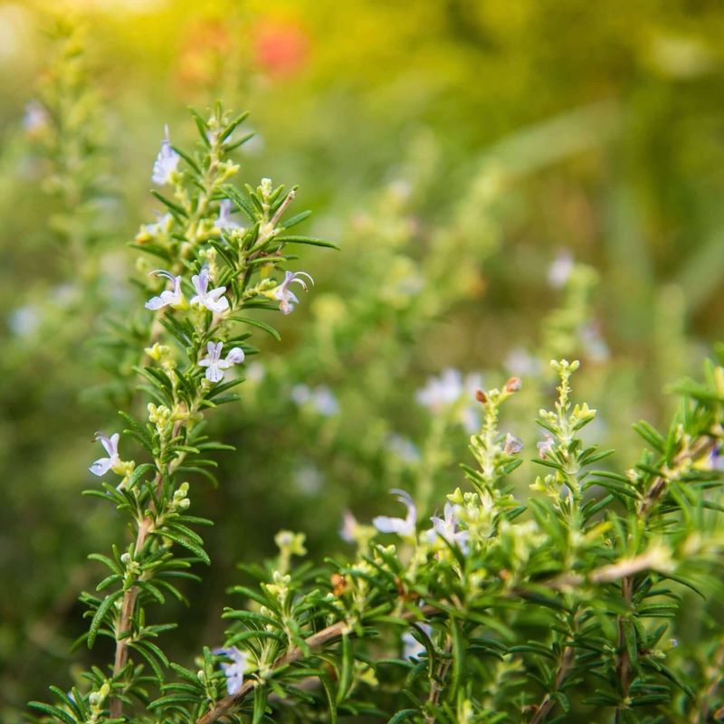 Rosemary Plants