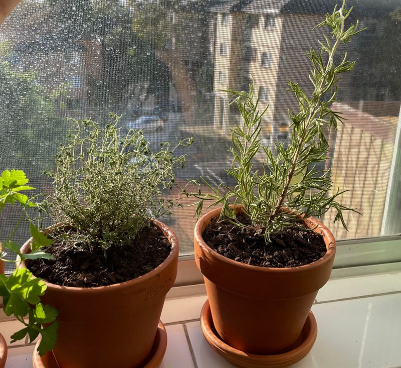 Rosemary and Thyme