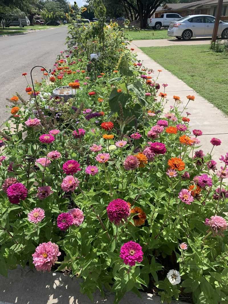 Roses and Ornamental Grasses