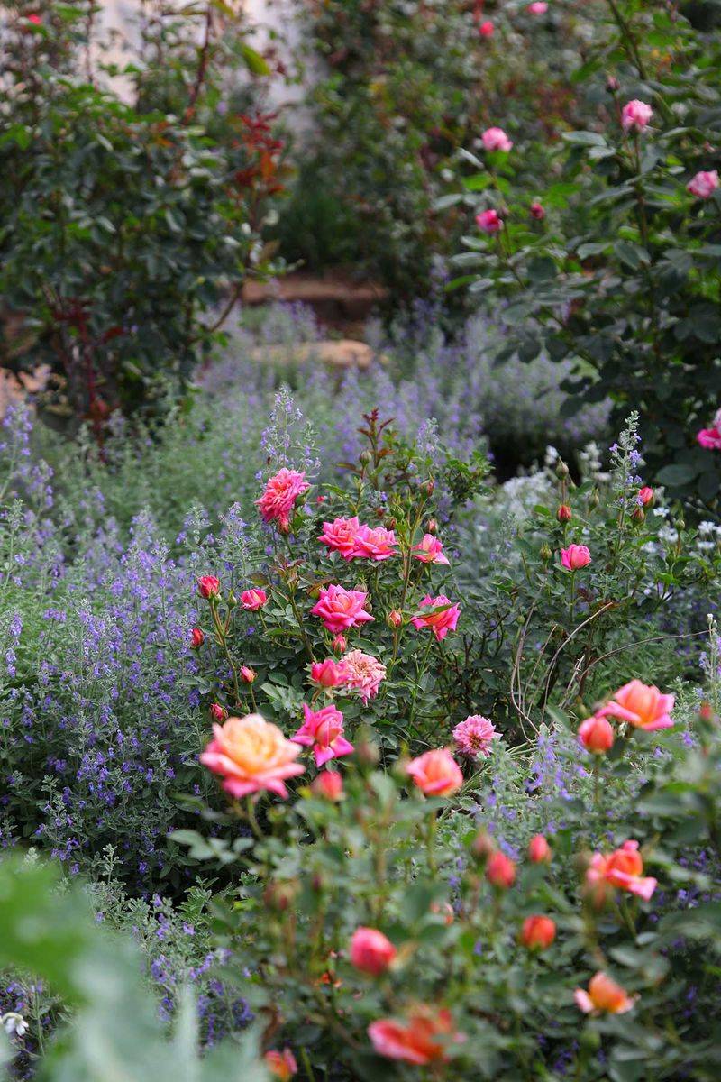 Roses with Herb Companions