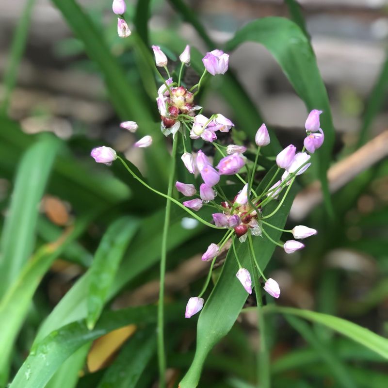 Rosy Bells