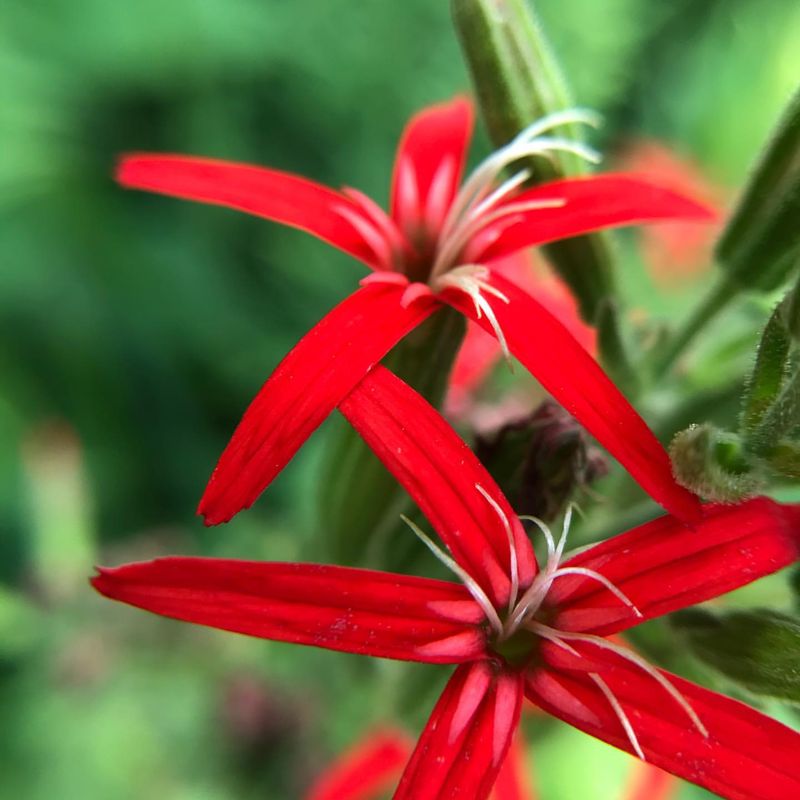 Royal Catchfly