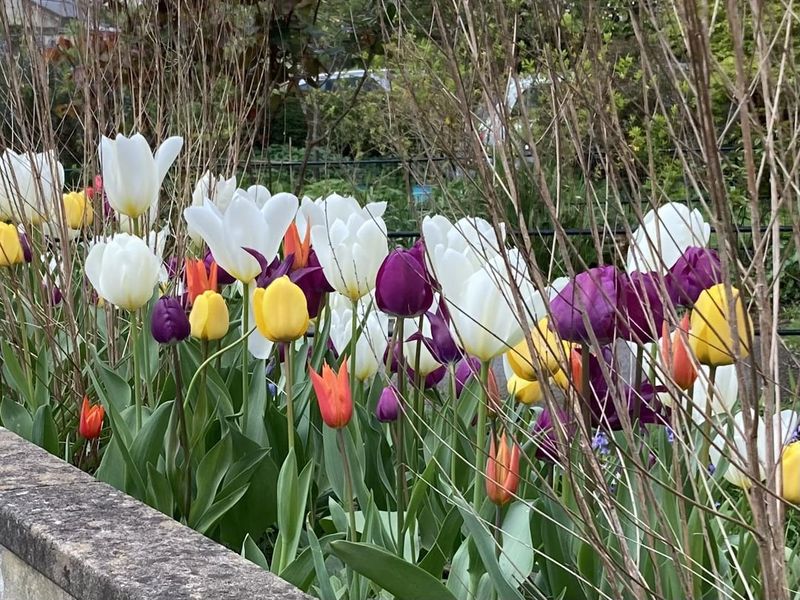 Royal Tulips