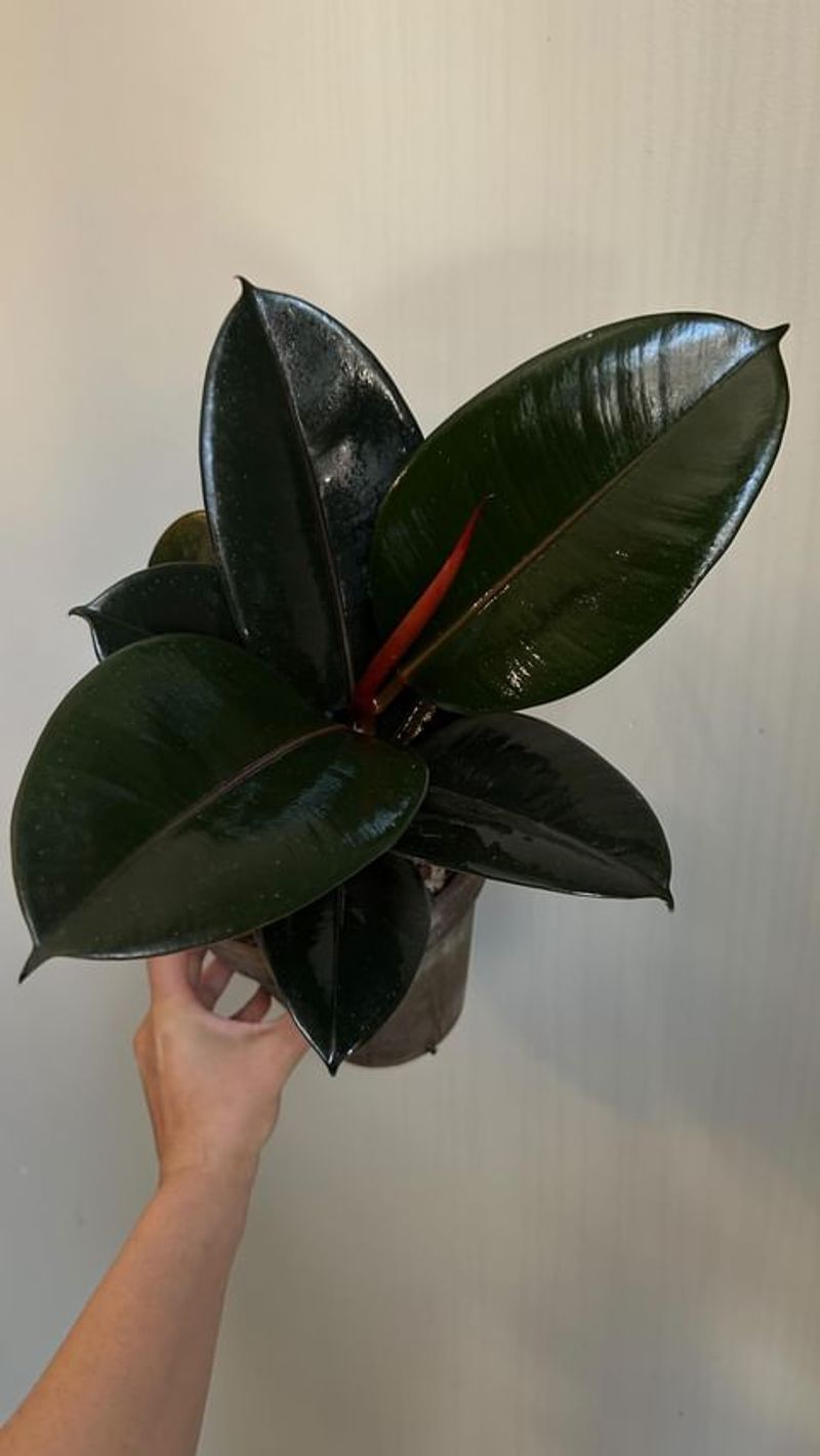 Rubber Plant