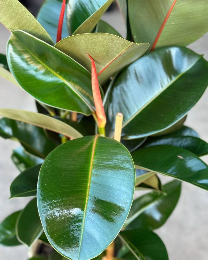 Rubber Plant