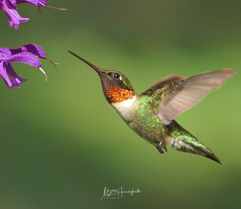 Ruby-throated Hummingbird