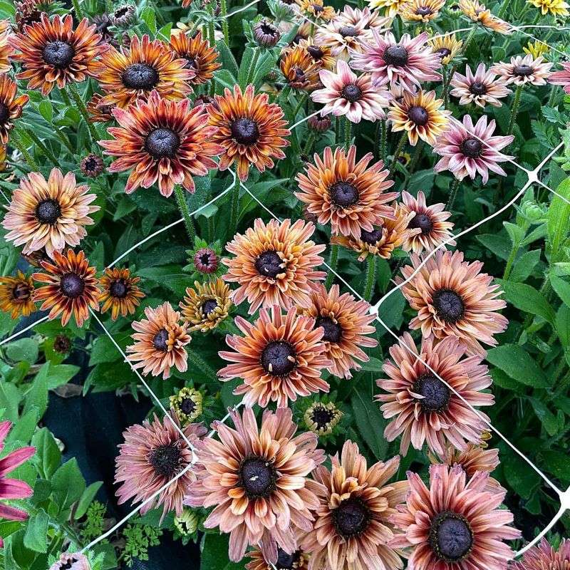 Rudbeckia