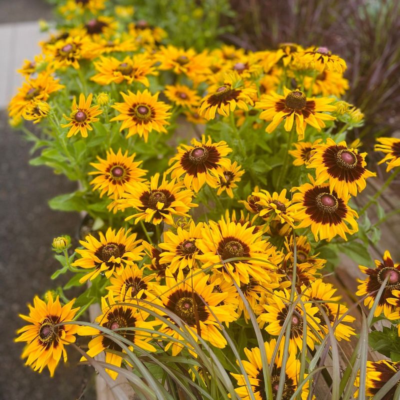 Rudbeckia