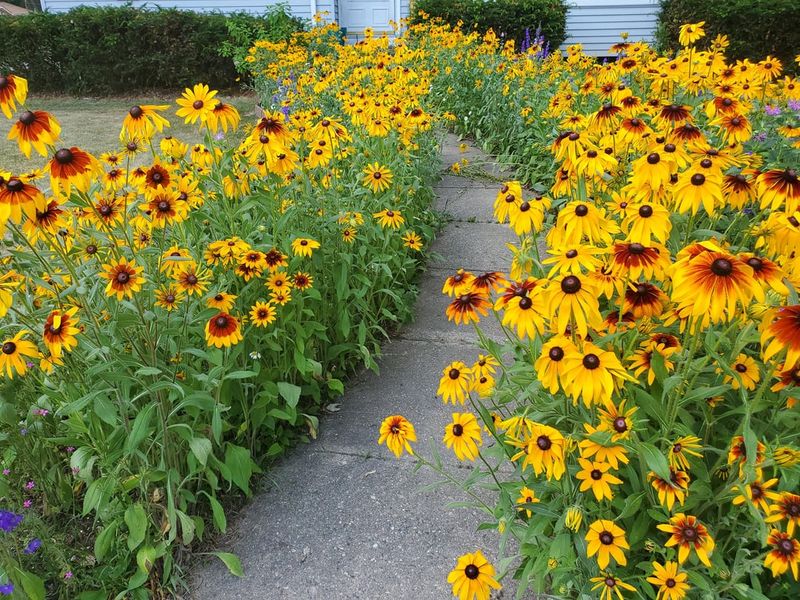 Rudbeckia