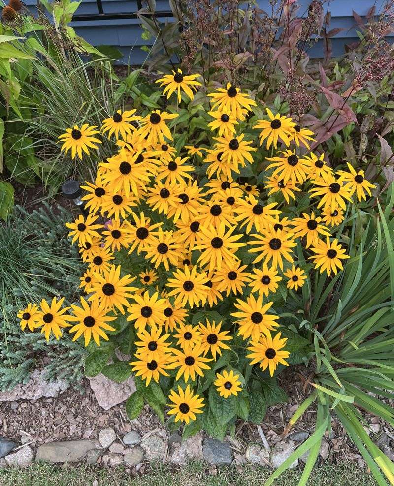 Rudbeckia