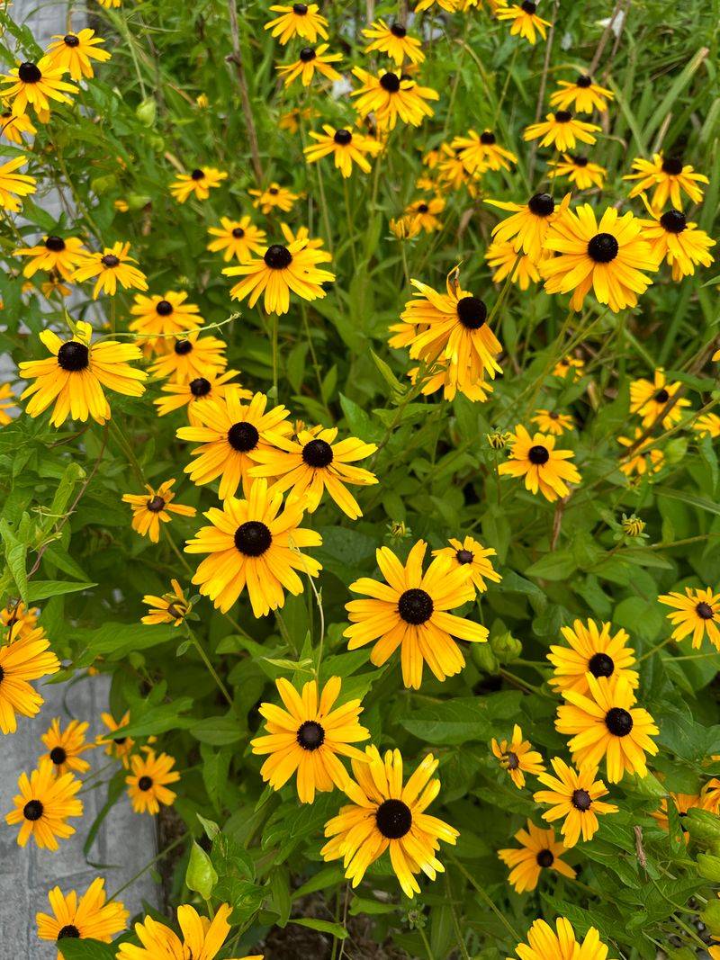 Rudbeckia