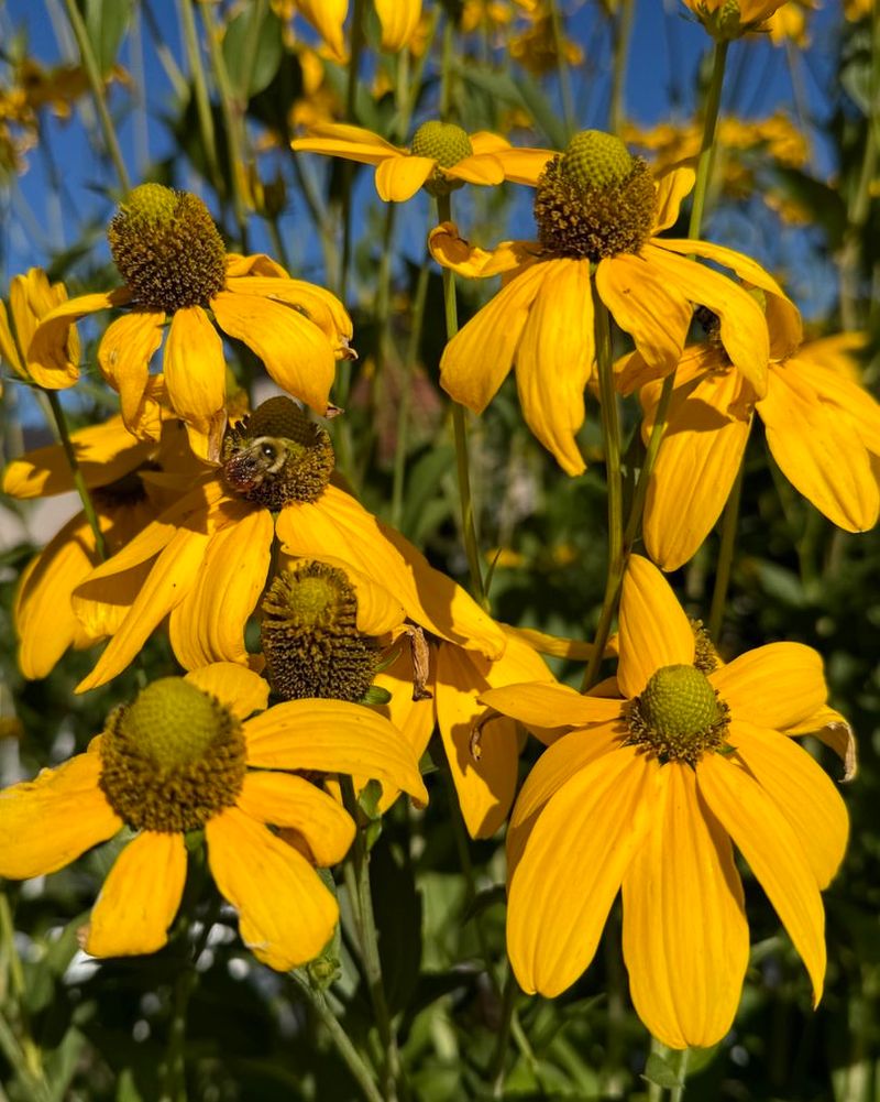 Rudbeckia