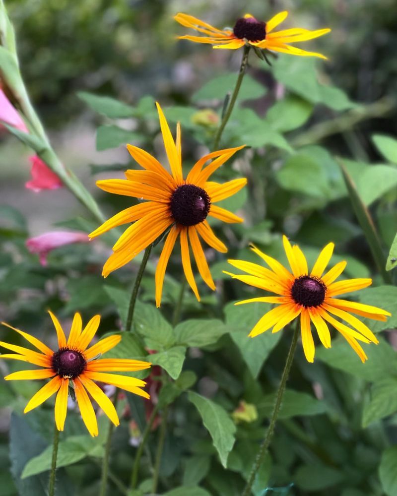 Rudbeckia