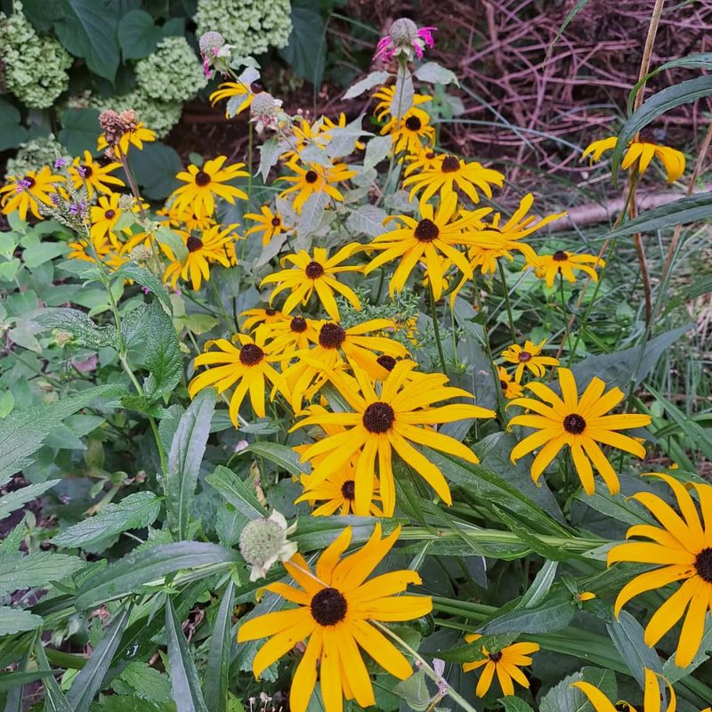 Rudbeckia (Black-eyed Susan)