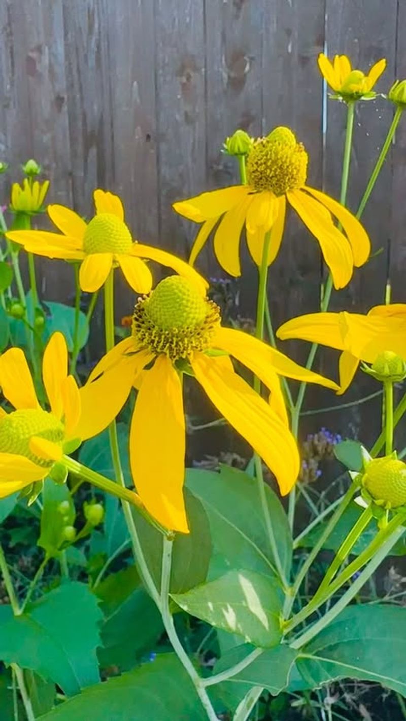 Rudbeckia