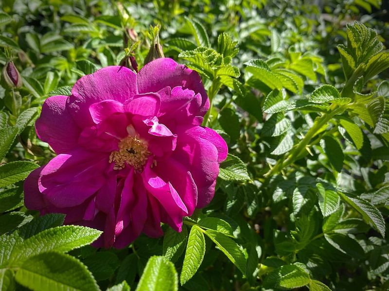 Rugosa Rose