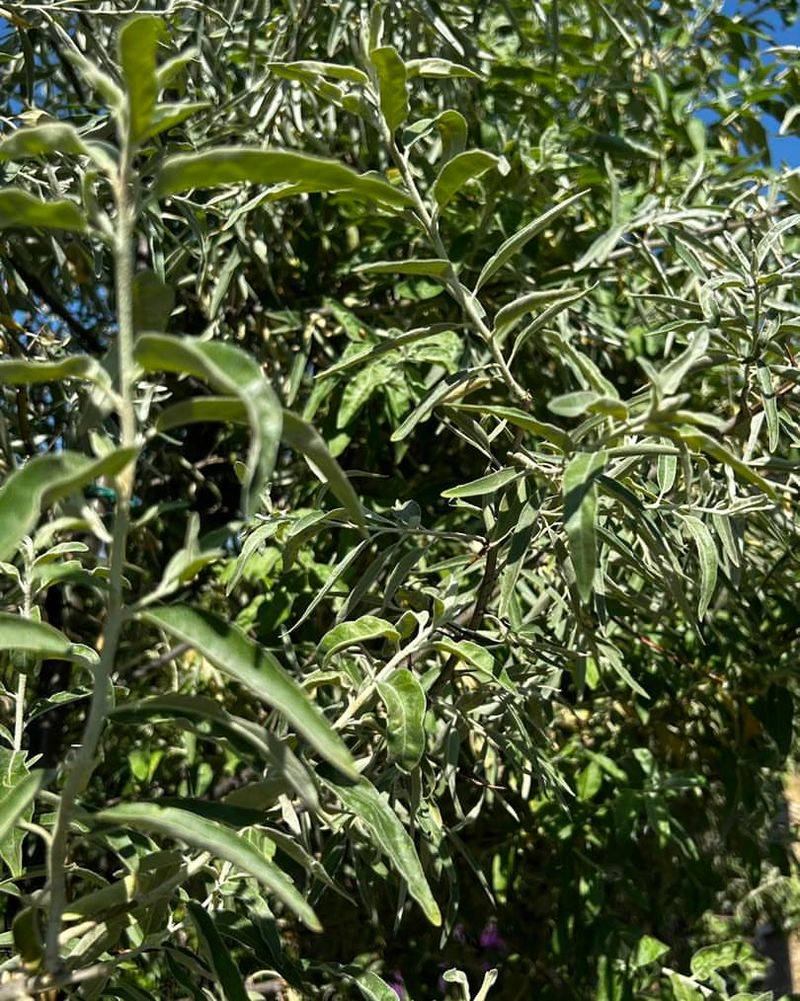 Russian Olive