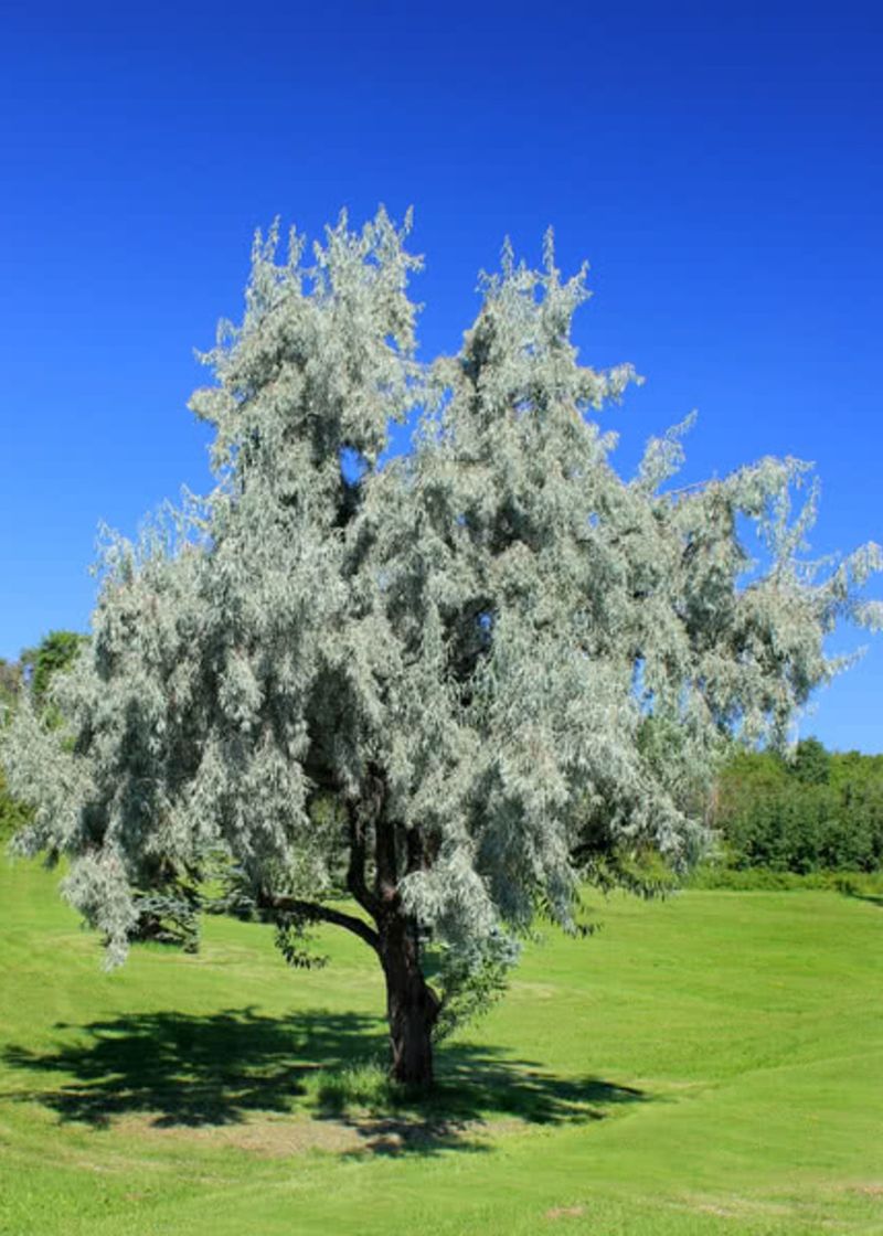 Russian Olive