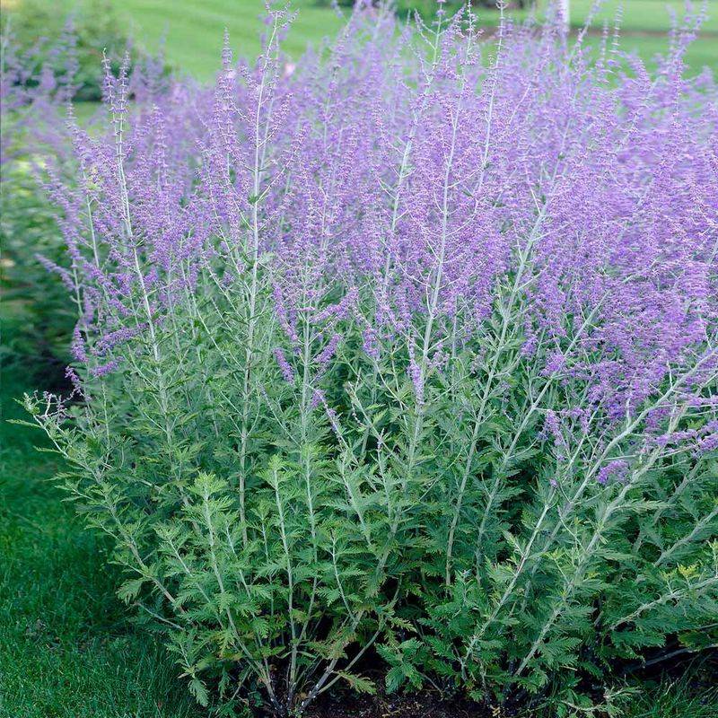 Russian Sage