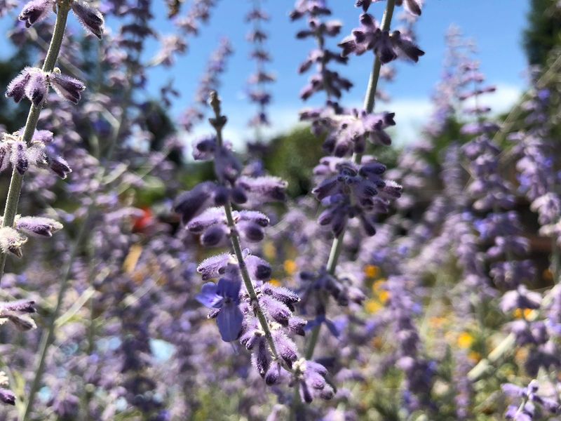 Russian Sage