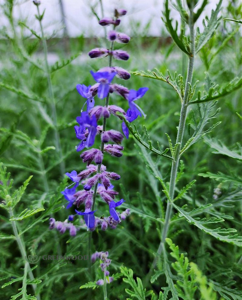 Russian Sage