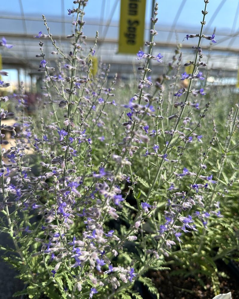 Russian Sage