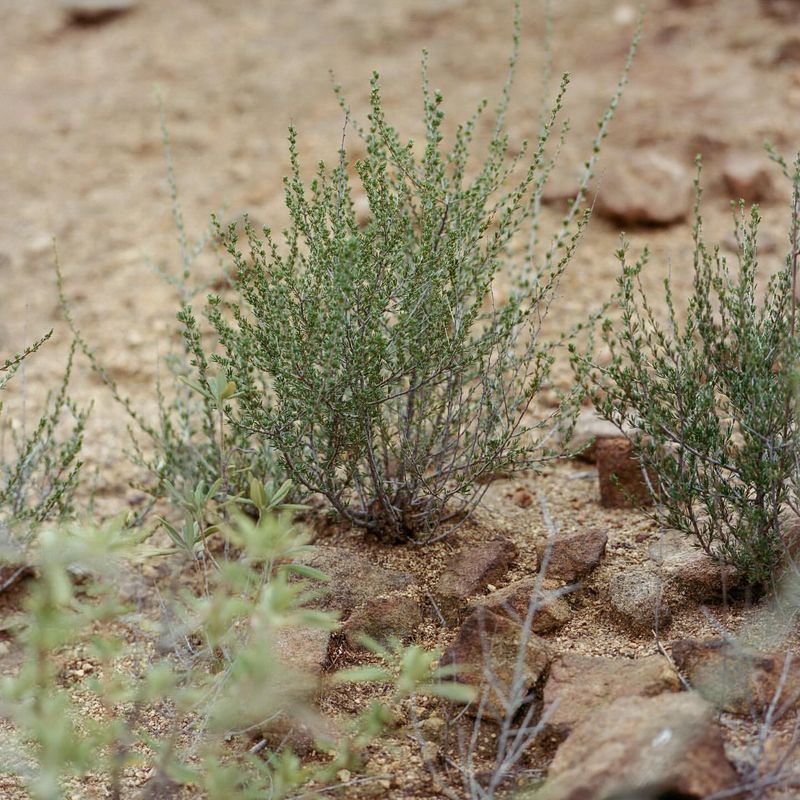 Russian Thistle