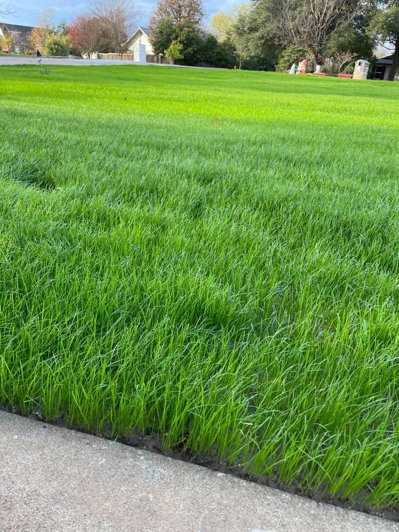 Ryegrass