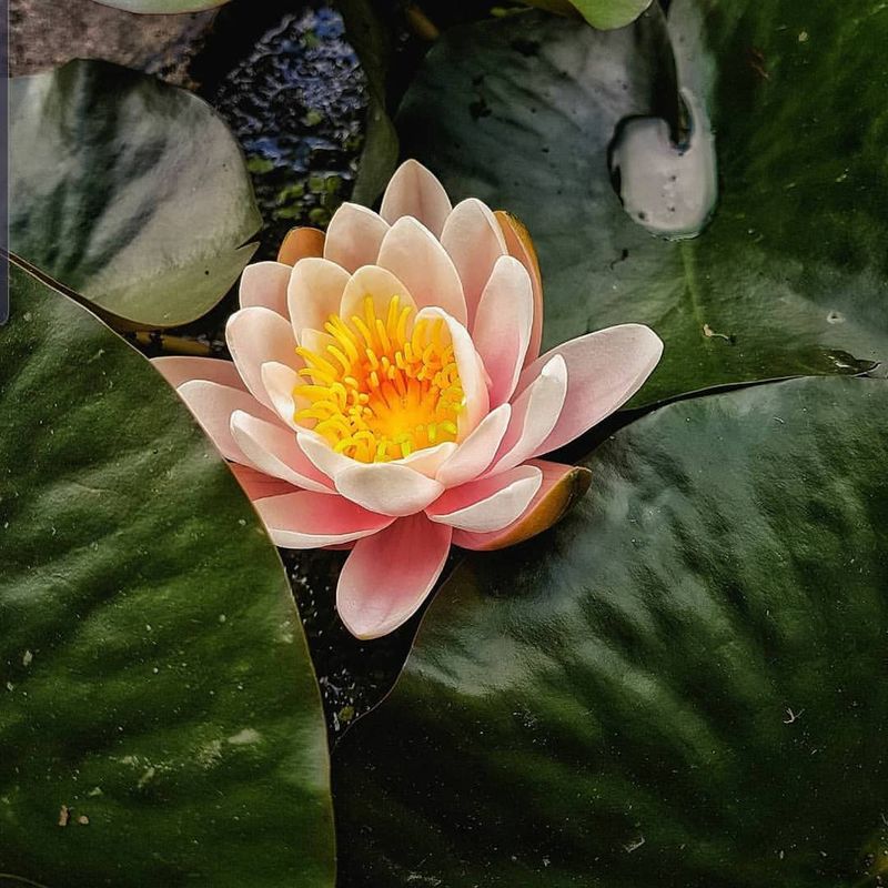 Sacred Lotus