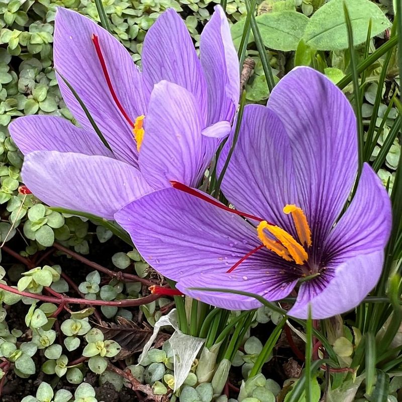 Saffron Crocus