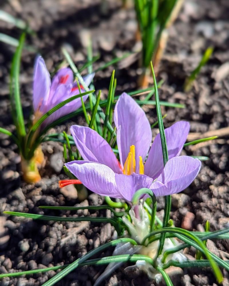 Saffron Crocus