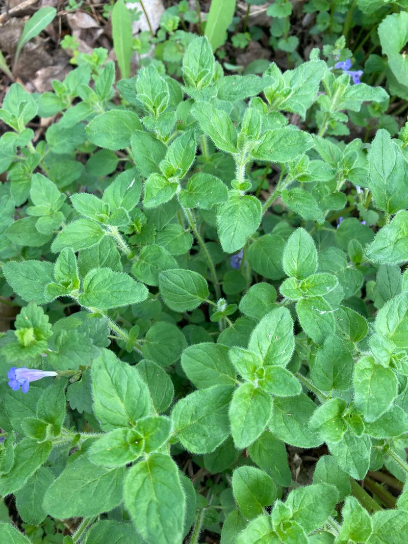 Sage and Marjoram