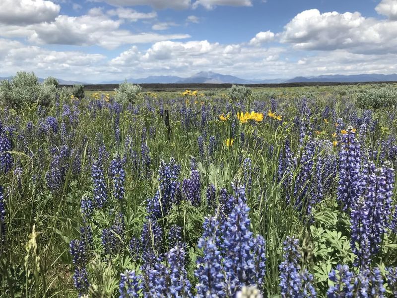 Sagebrush - Nevada