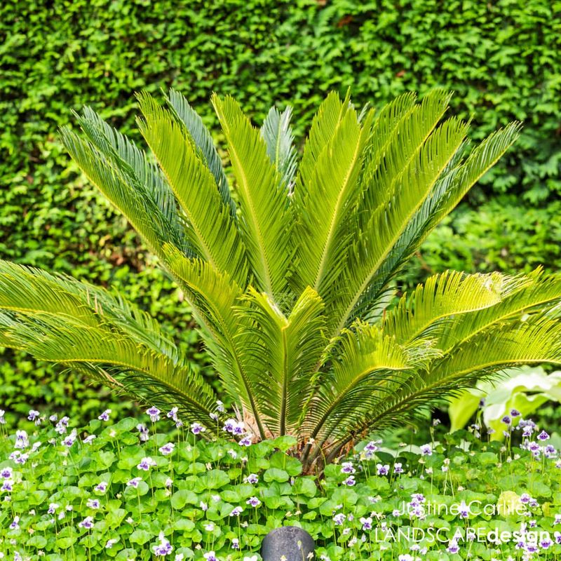 Sago Palm