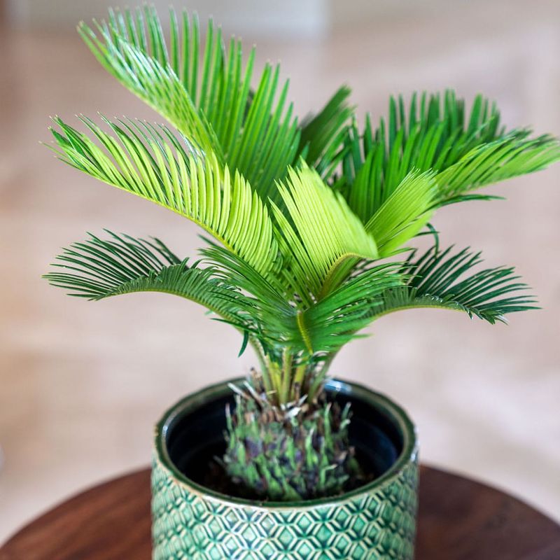 Sago Palm