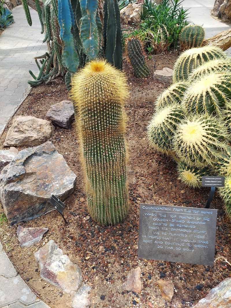 Saguaro Cactus